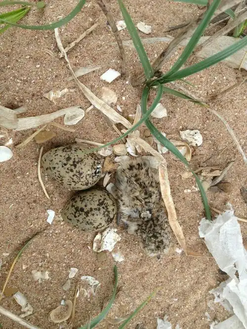 追问 请问它吃什么 追答 主要吃鳞翅目,鞘翅目及其他昆虫,昆虫幼虫