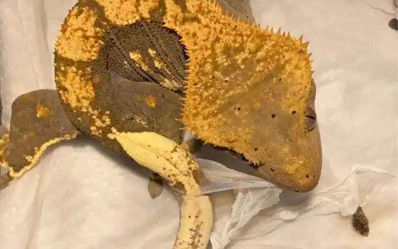 【睫角守宫】嚏嚏子又双叒叕蜕皮了