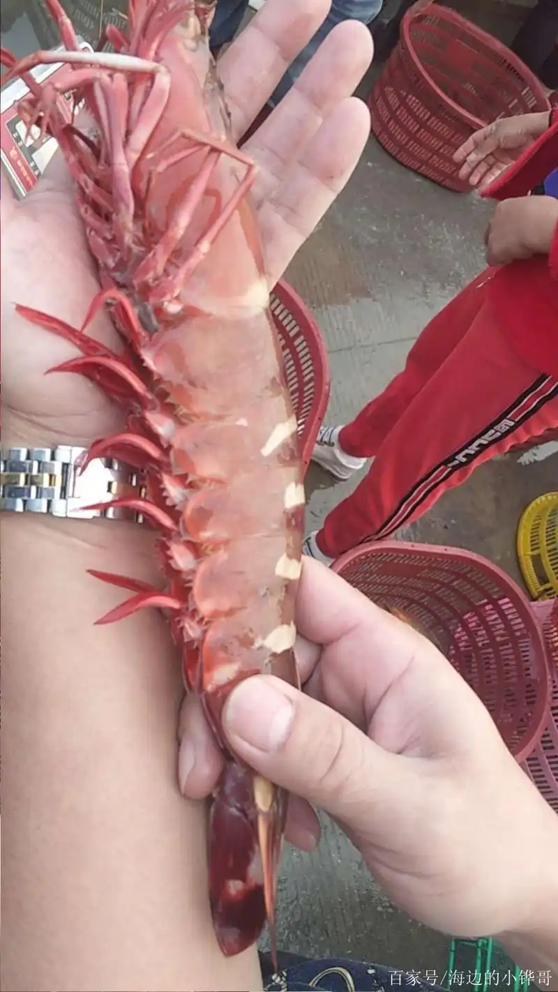 超级大花虾,你有见过这么大的吗?