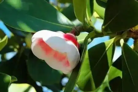 山竹雄花为2-9朵簇生于枝条的顶端,花梗较短,雄蕊会合生成4束,退化后