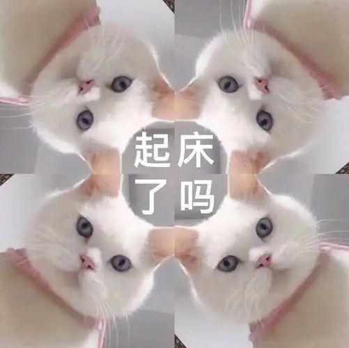 起床了吗(猫咪的俯视)_猫咪_俯视_起床表情