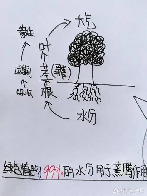 七年级上册生物第三单元蒸腾作用思维导图