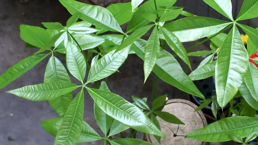 发财树冬天叶子发黄脱落是不是死了干货