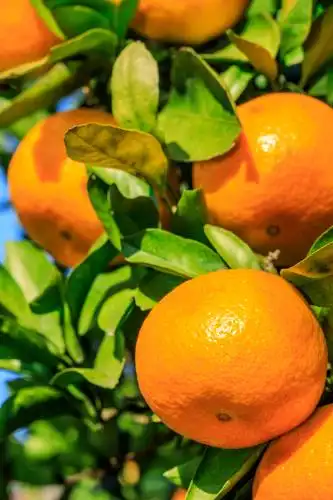 秋天橘子树上成熟的橘子果实