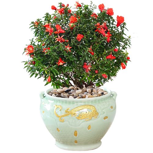 石榴花盆栽观赏树苗室内盆景植物室外庭院阳台绿植花卉多年生包邮