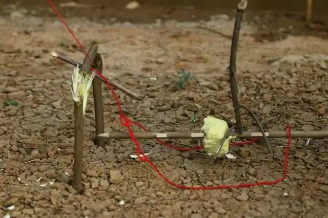 课堂野外生存之捕猎陷阱实战篇