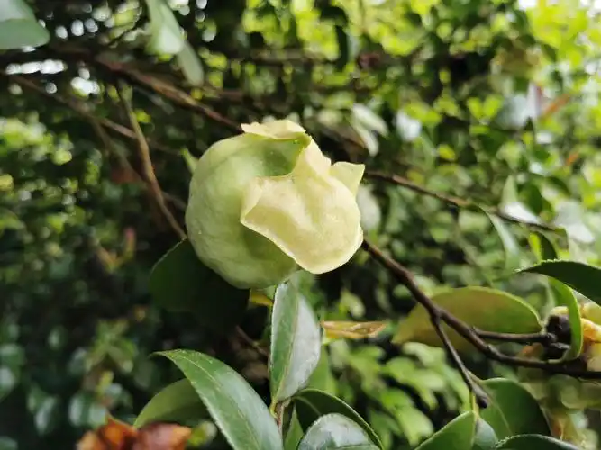 茶泡生长多年的老茶籽树会结出类似棉花糖的果可食味甘涩