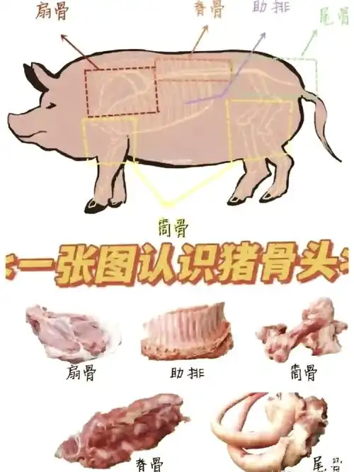 96猪脊骨是哪个部位?