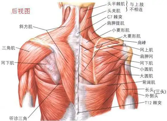 肩袖距离盂肱关节的距离短,其肌腱分布于大,小结节,极易在创伤和大力