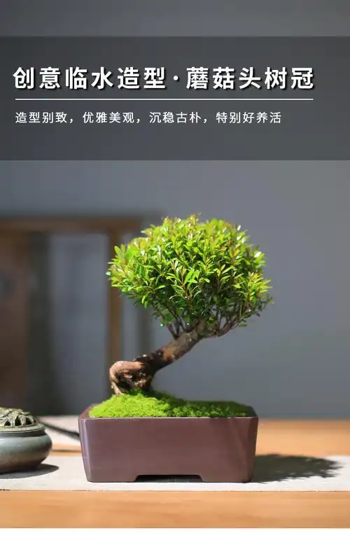 小叶赤楠盆景精品蘑菇头造型提根老桩盆栽室内观叶植物四季好养 赤子