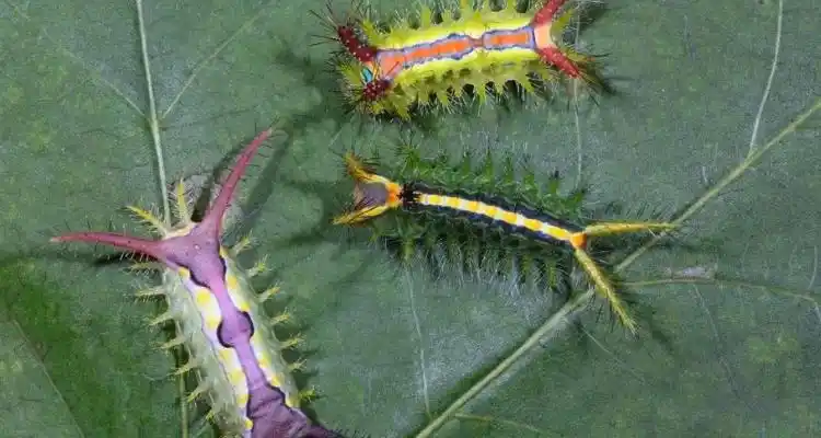 洋辣子是什么虫