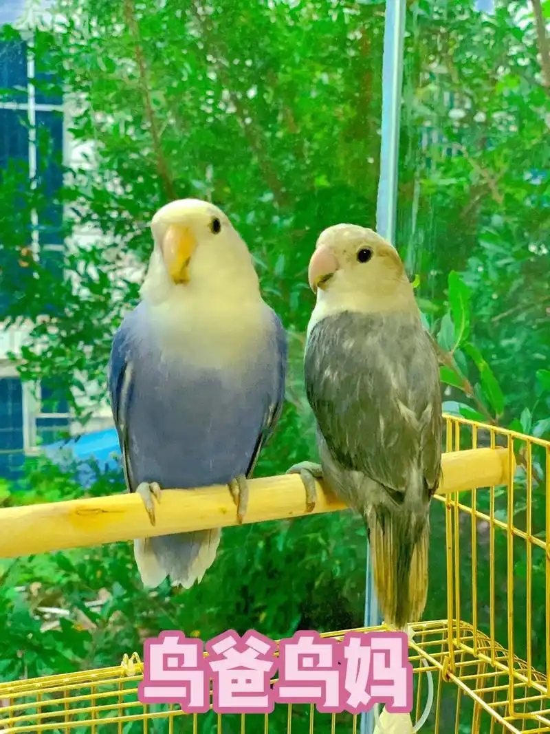 合法面类牡丹鹦鹉,紫闪墨闪,自 - 抖音