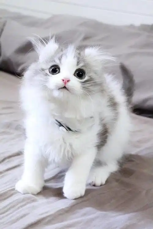 卷耳猫##美国卷耳猫