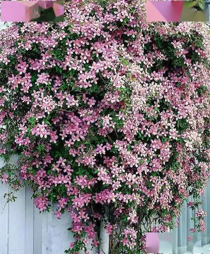 身影,是非常受欢迎的开花很壮观的铁线莲,一幕幕震撼的蒙大拿铁线莲花