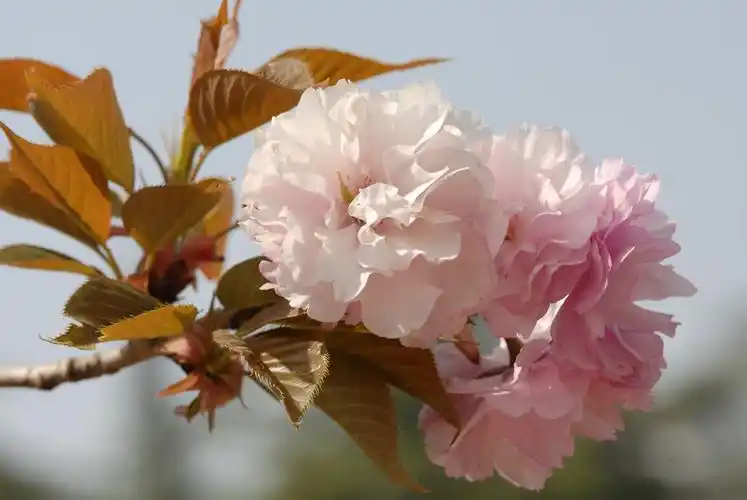 春天的花朵15-八重紫樱