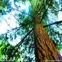 一棵苍天大树头像_微信头像图片大全