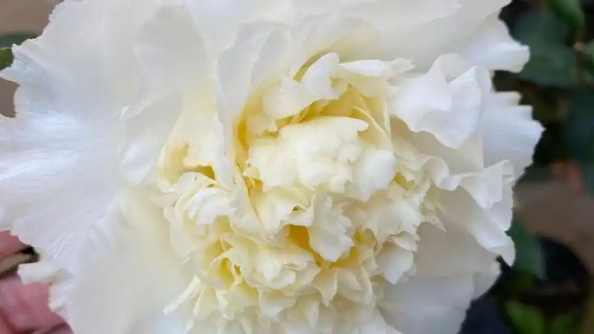 茶花白天鹅花开牡丹型