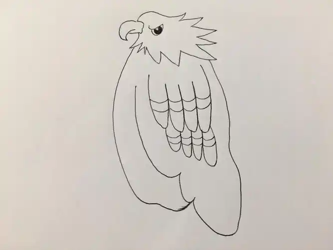 国徽简笔画(白头海雕)