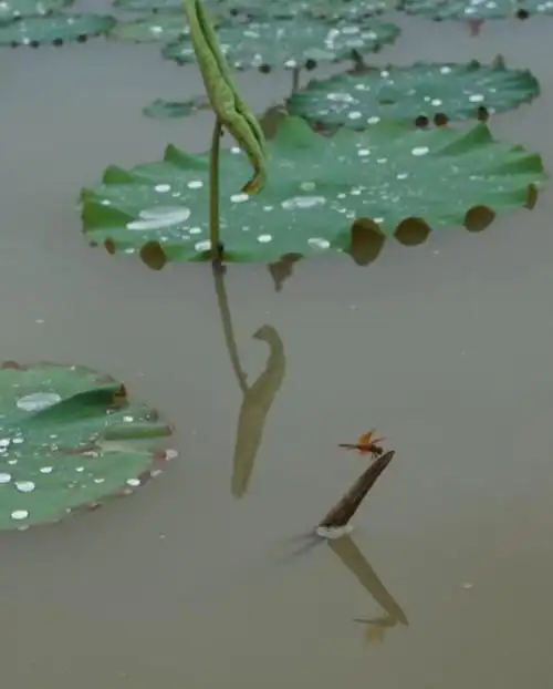 小荷才露尖尖角,早有蜻蜓立上头.