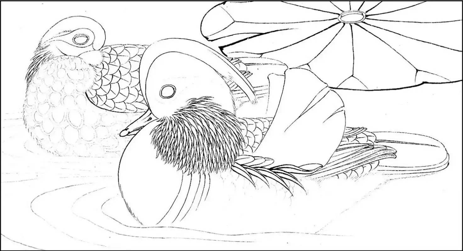 工笔画步骤分享(鸟类设色步骤——鸳鸯) 概述:鸳鸯是亚洲的一种亮斑冠