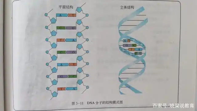 dna分子结构mstu