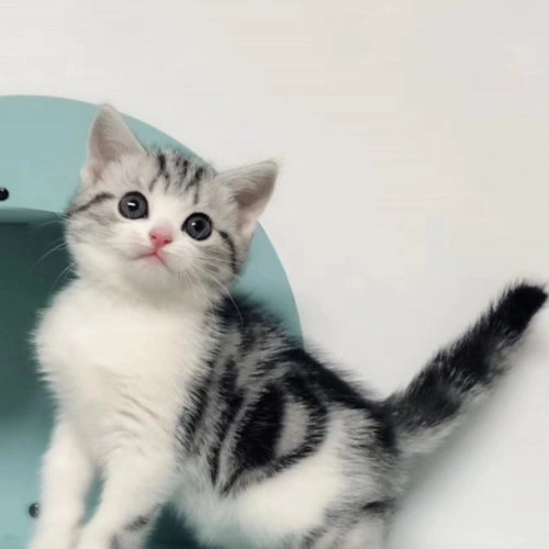 英国短毛银渐层银点宠物猫美短起司活体宠物猫咪纯种加白折耳猫