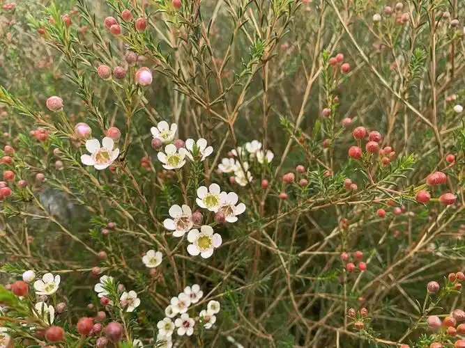 【美丽晋宁】花中新贵"澳洲腊梅"绽放小河口村_种植地