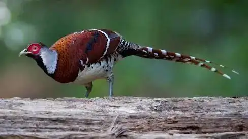 雉(学名:syrmaticus ellioti)大型鸡类,体长81cm,体型大小和雉鸡相似