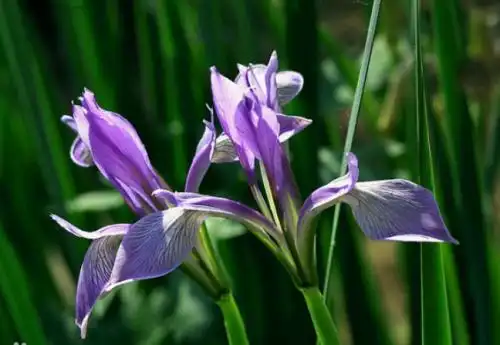 迄今,希腊人总在公墓栽种此花,亦是期盼人过世后的命魂能一个承诺