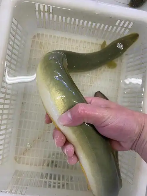 顺丰发货千岛纯河鳗新鲜鳗鱼活物淡水白鳝鱼整条包活到家海鲜坏单包赔