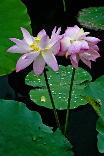 双生美-并蒂花[七]