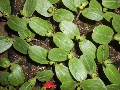 西瓜长势弱是什么原因?黄腐酸颗粒水溶肥知道