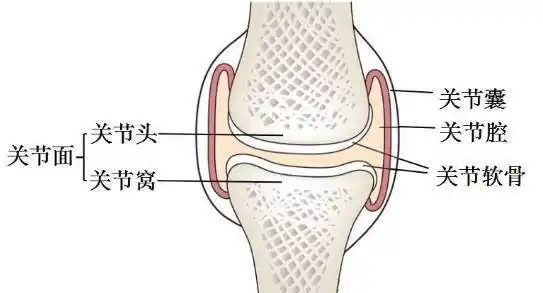 关节养护不能废养护关节是每个中老年人都应该做的事,需要带孙的更应