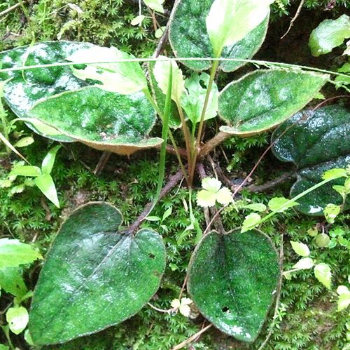 野生 杏香兔耳风 红背兔耳风 一枝香 一枝花 单边红 *喉炎