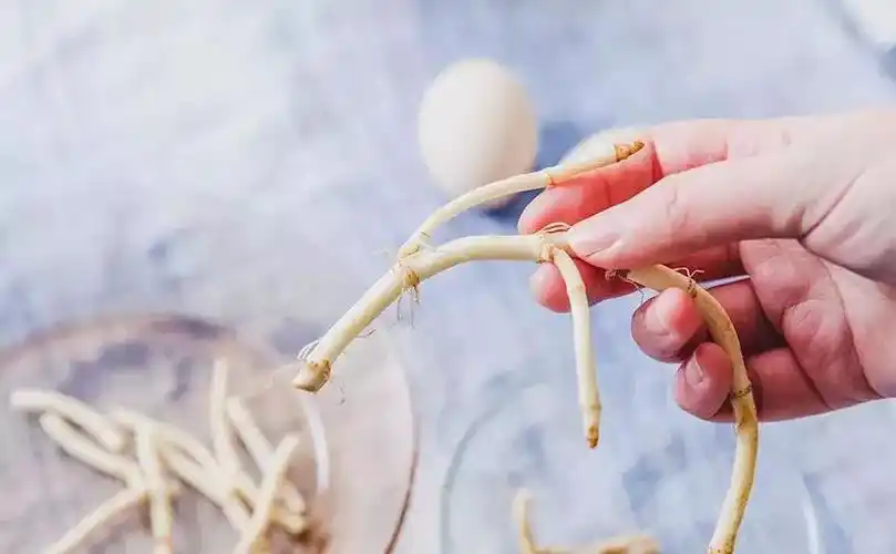 虽然茅根,鱼腥草的外形很像,但实际上却是两种完全不同的食材.