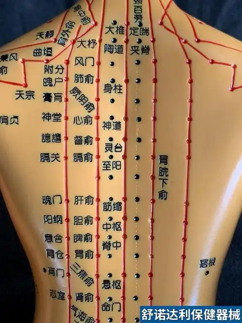 超清晰经络通男女人体模型人体经络图中医铜人针灸穴位模型小人35cm