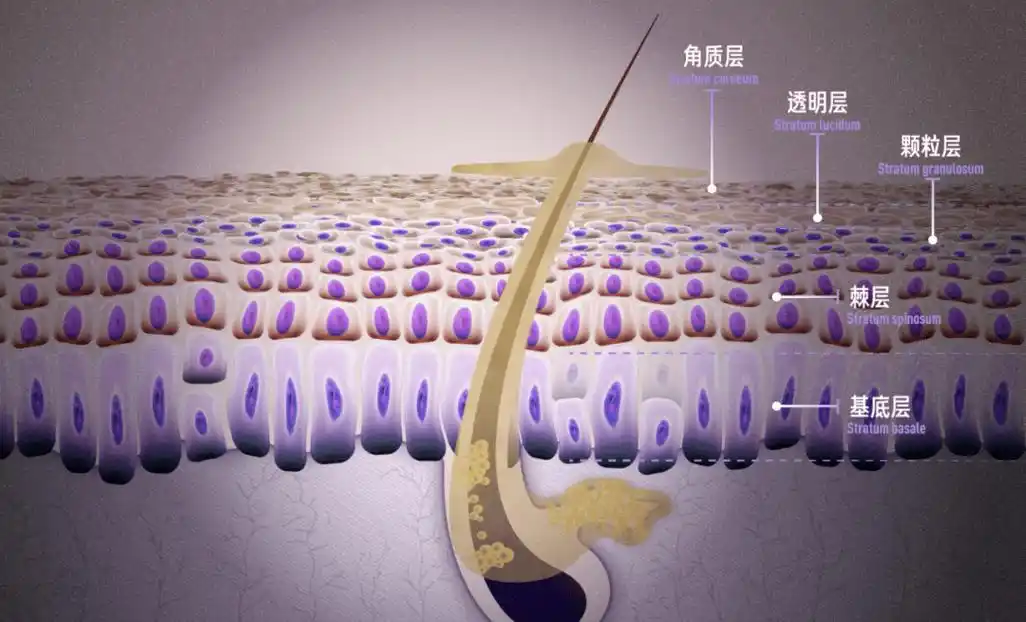 这是皮肤的表层,从下往上大致可分为基底层,棘层,颗粒层和角质层.