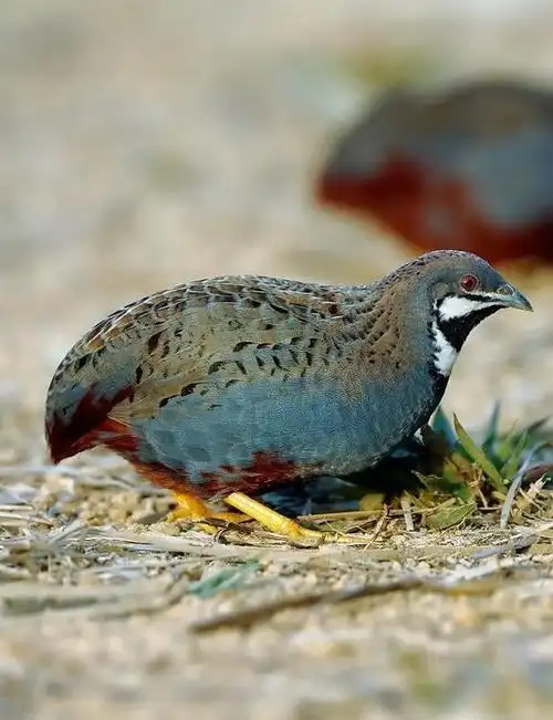 蓝胸鹑(学名:coturnix chinensis)是雉科鹑属的鸟类,体形小于普通鹌鹑