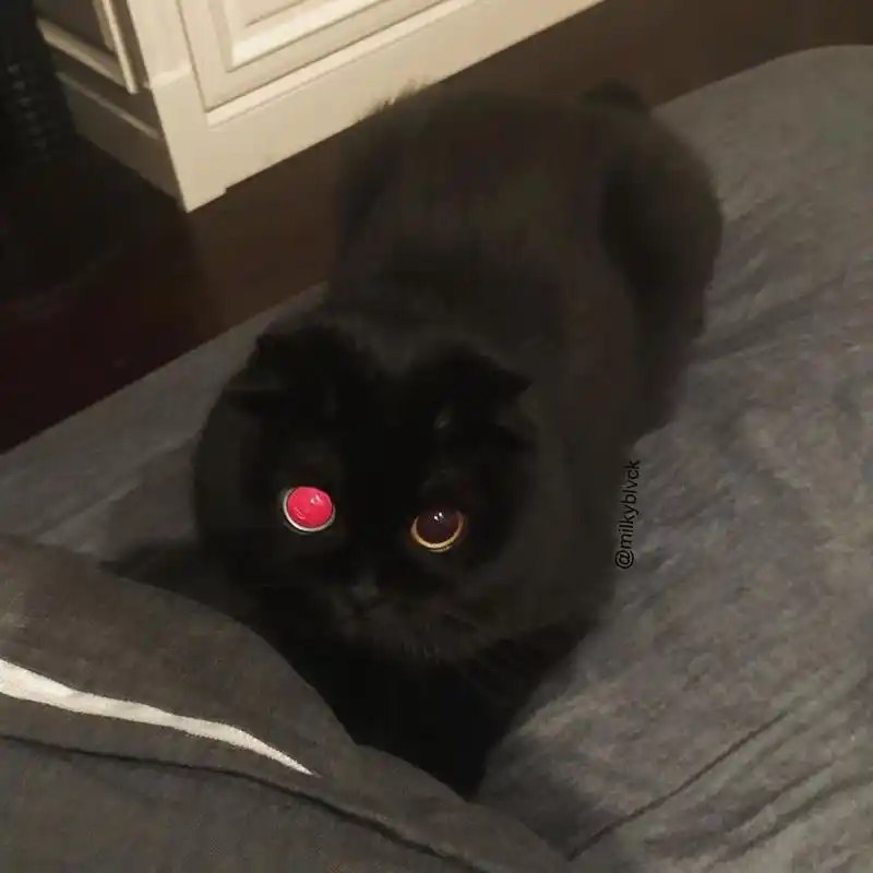 折耳猫天生异瞳,黑如煤炭,被封最萌煤炭猫_黑色