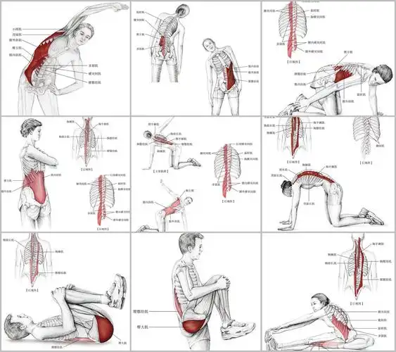 酸痛拉筋解剖书读书笔记了解135个拉伸动作