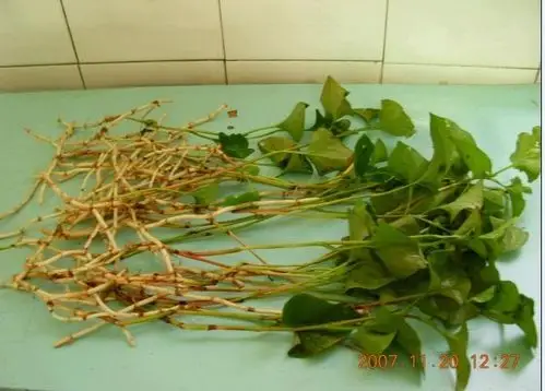 【秒懂中草药】小小鱼腥草,全身都是宝——鱼腥草篇