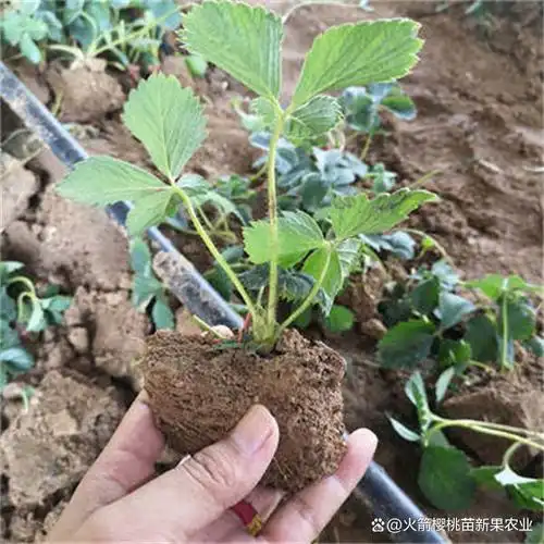 早熟樱桃品种的王者之尊