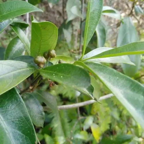 新鲜野生羊角藤纯根深山草药巴戟放筋藤黑风藤其他药食同源食品