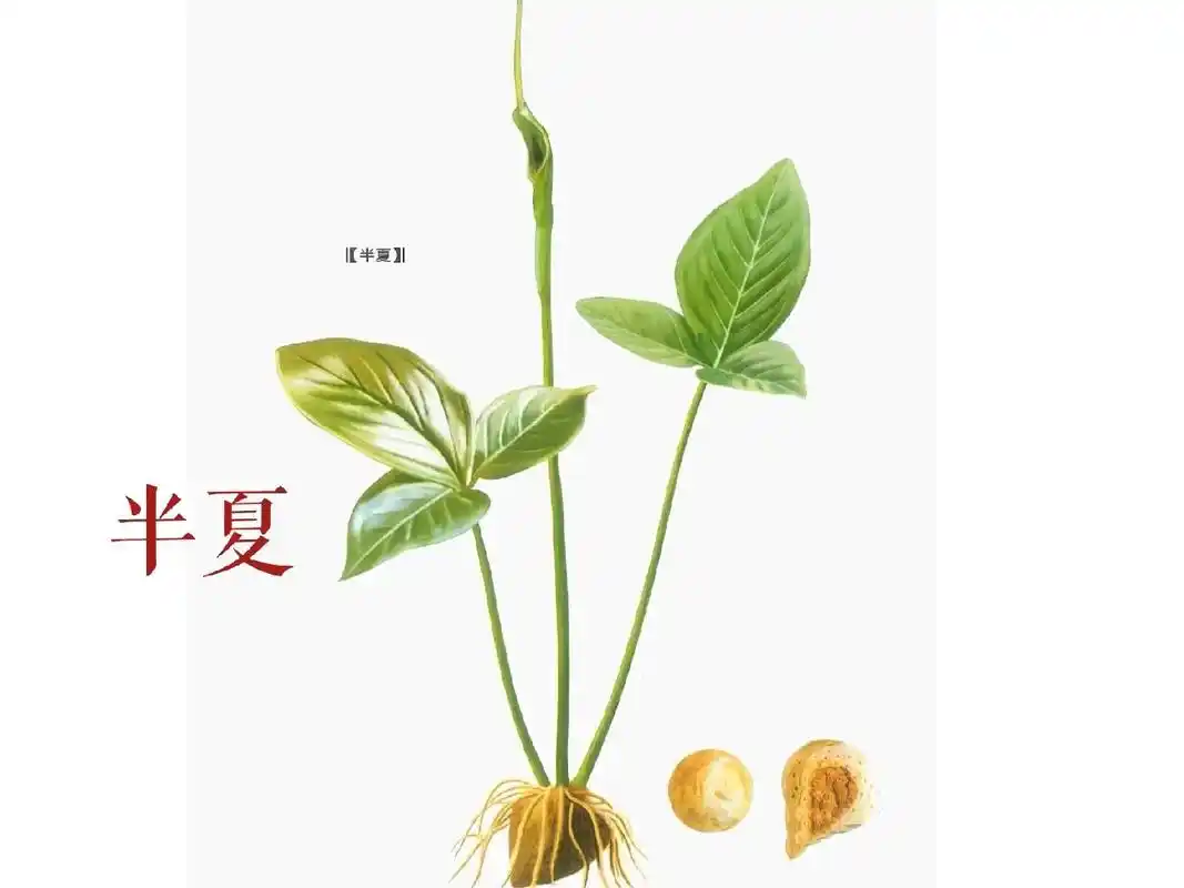 半夏来源于天南星科植物半夏的干燥块茎. - 抖音