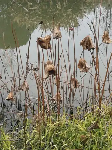 干枯的荷叶也有别样的美丽.
