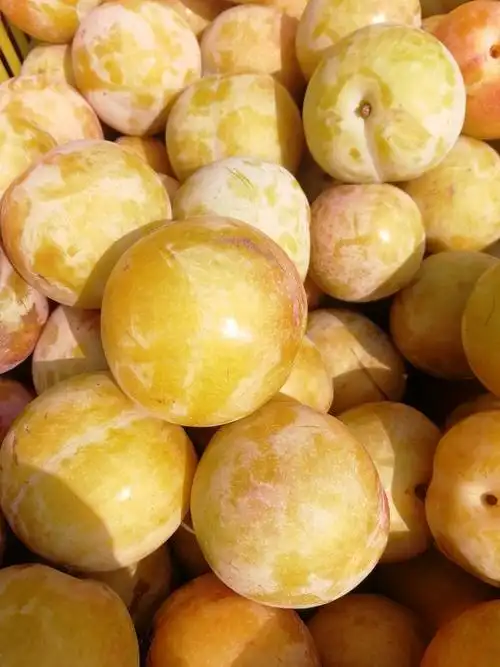 秋姬李,朴素无华的外表不代表它多情的内心,日本引进,有一股浓浓的