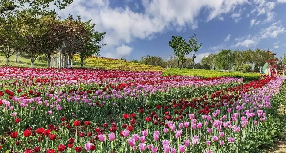 2024泰山花海景区介绍交通指南优惠政策