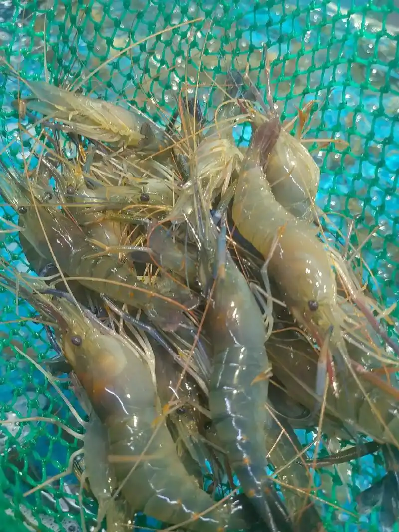 罗氏虾,生长在淡水,江苏,广东产地,头顶虾黄,个个肥美. - 抖音