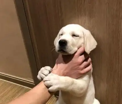 掐脖子搞笑汪星人萌宠懵圈gif动图_动态图_表情包下载_soogif