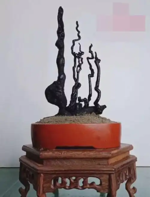 金弹子盆景(金弹子树图片)